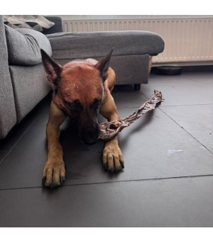 Mastication longue durée pour chien la peau de chameau.