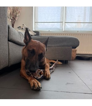 Grande peau de chameau 70 cm pour chien.