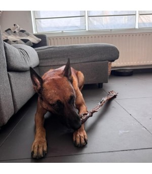 Mastication pour pour grand chien masticateur, peau de chameau.