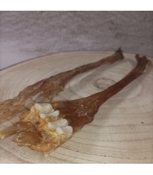 Cartillage du tendon d'achille cerf  pour chien