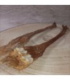 Cartillage du tendon d'achille cerf  pour chien