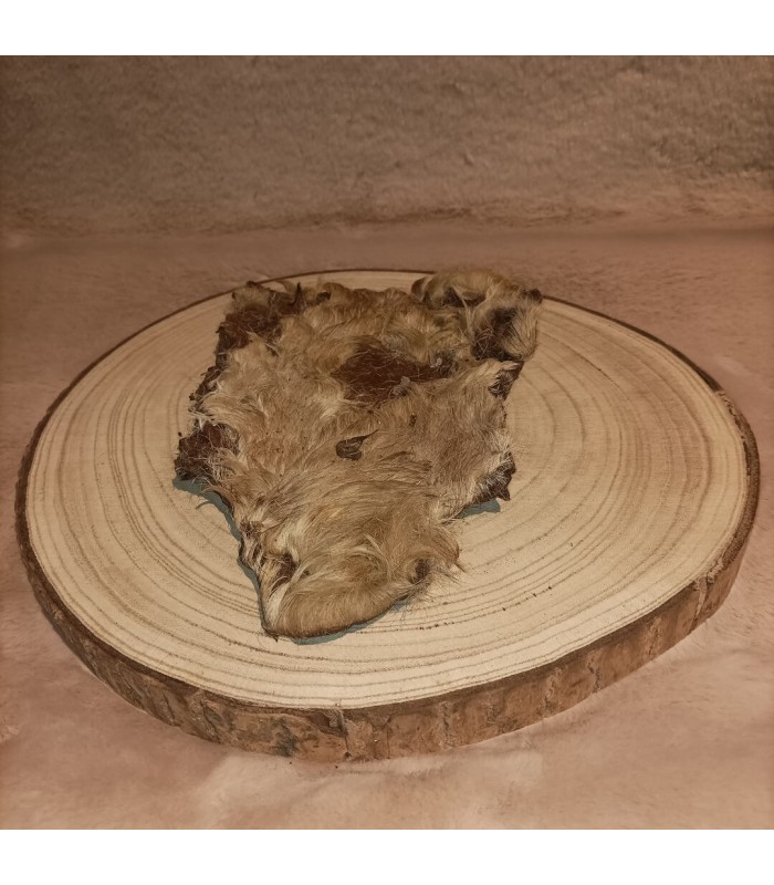 Moyenne plaque de boeuf avec poils pour chien.