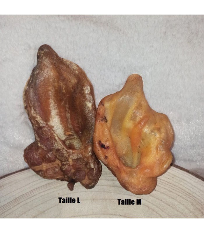 oreille de sanglier pour chien.