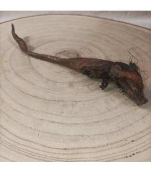 Queue de sanglier pour chien.