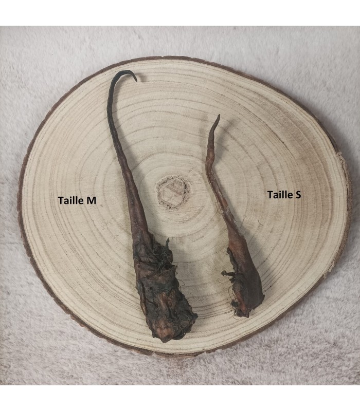 Mastication pour petit et moyen chien, la queue de sanglier.