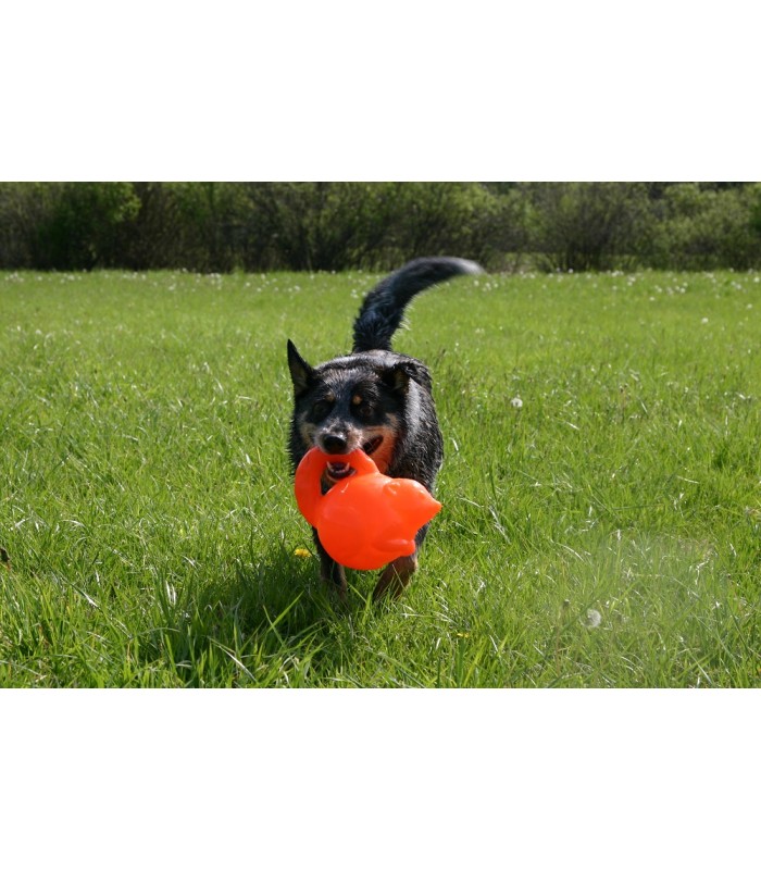 Chien qui joue avec le raton laveur jolly pets.