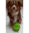 Raccon Vanille vert Jolly pet jouet pour chien.