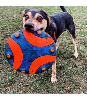 Chien qui joue au frisbee chuckit.