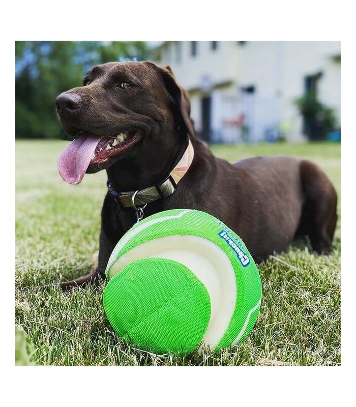 Ballon Max glow de chuckit pour chien.