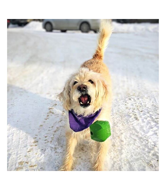 Balle erratique taille L chuckit pour chien.