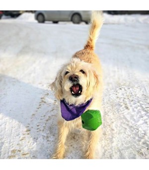 Balle erratique taille L chuckit pour chien.