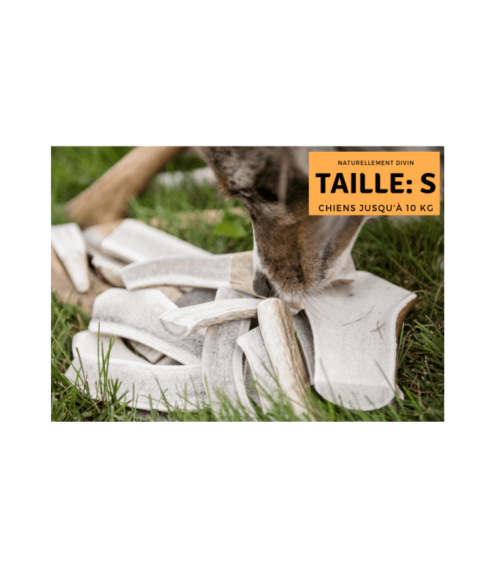 Bois de cerf tranché taille S pour chien.