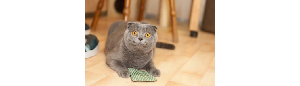 Boule herbe à chat et Matatabi -  France