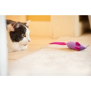 Jouets pour occuper son chat.