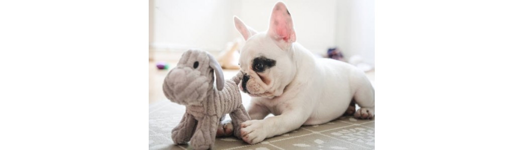 Peluches pour chien.