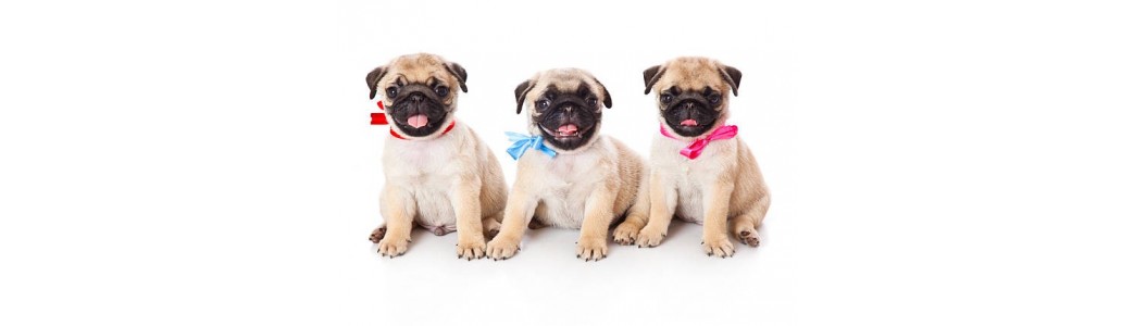Accessoire pour chien | paws détente lille