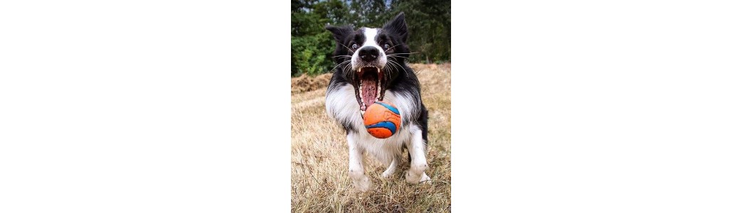 Balle, frisbee et Tug pour chien.