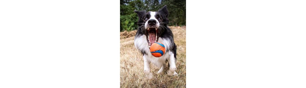 Jouet frisbee pour chien 9 