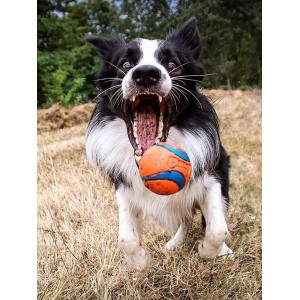 Jouets à lancer et à tirer pour chien.