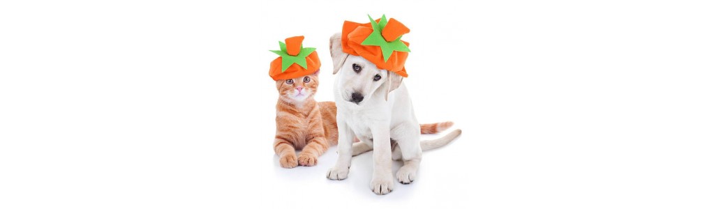 Halloween chien et chat | paws détente