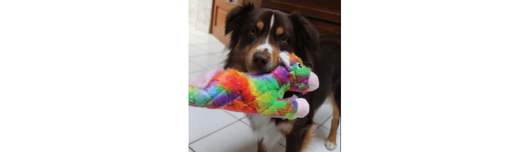 Soldes Jouets et accessoires pour chien, chat & oiseau | paws detente