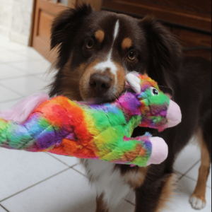 Jouets et accessoires pour chien, chat & oiseau.