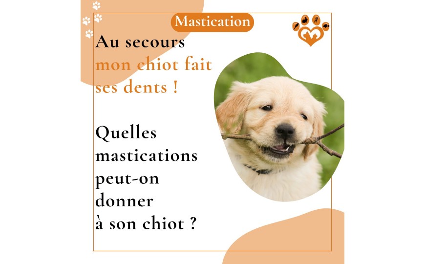 Quelle mastication donner pour le chiot ?