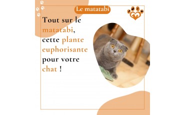 Matatabi pour chat