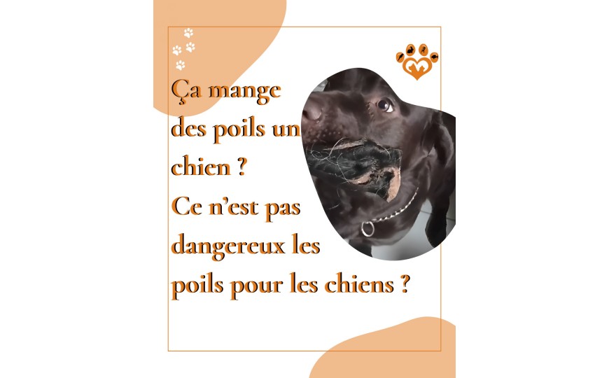 Les chiens mangent-ils des poils ? 