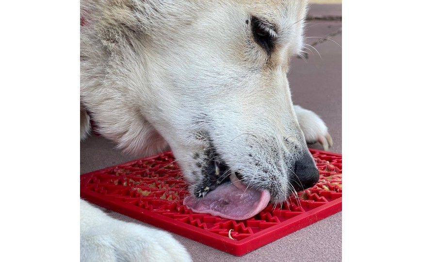 Tout sur les tapis de léchage pour chien et chat. 