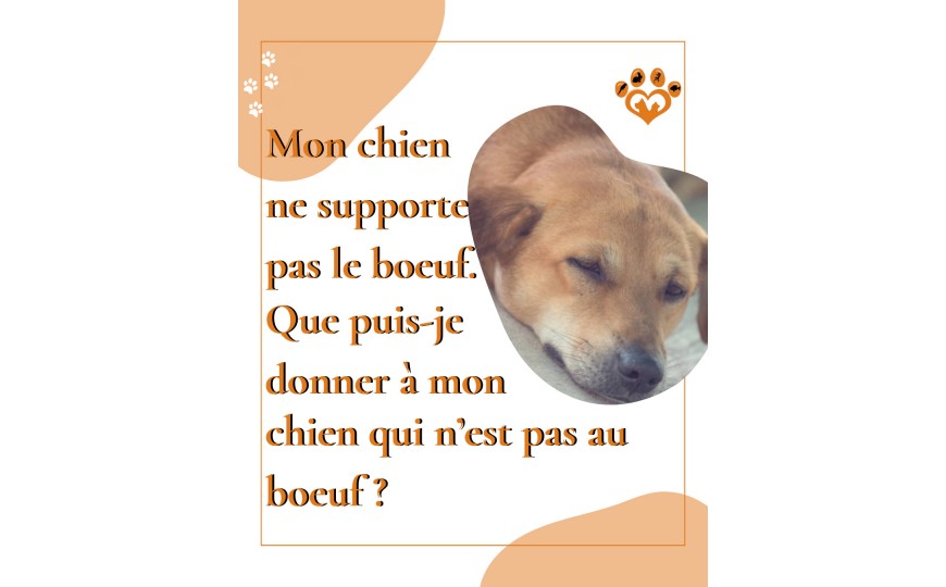 Mon chien est sensible au boeuf.