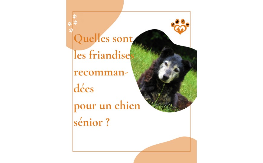 Quelles friandises données pour mon chien sénior ?