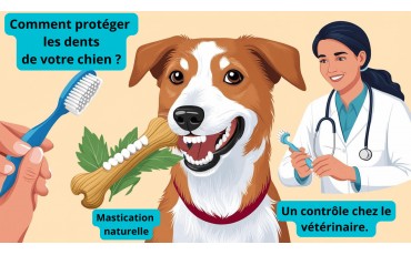 Les soins dentaires pour chien : comment & pourquoi ?