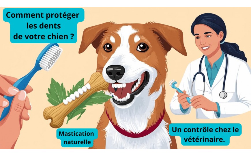Les soins dentaires pour chien : comment & pourquoi ?