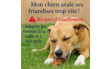 Mon chien avale ses friandises trop vite : quels sont les risques et comment bien choisir ?