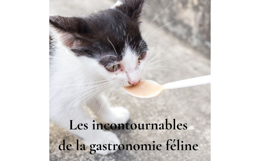 Les incontournables de la gastronomie féline : 6 produits qui vont transformer les repas de ton chat