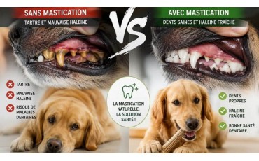 Éviter le tartre chez le chien naturellement : mastication et conseils efficaces