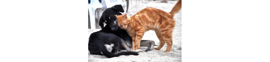 Chiens et chats